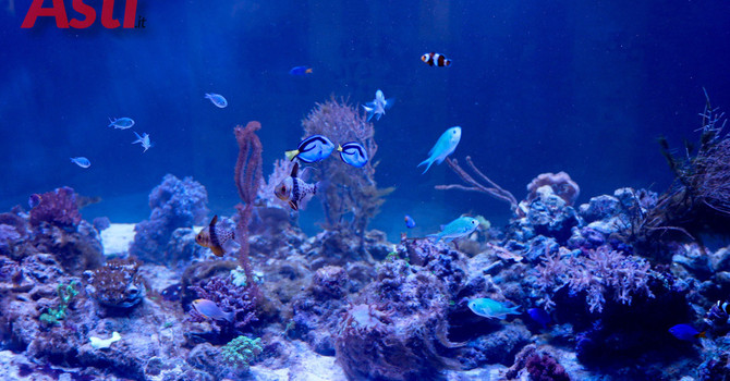 Galleria fotografica di MerfePhoto Galleria fotografica di MerfePhoto