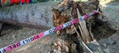 Alberi caduti ad Asti, Briccarello attacca la maggioranza: “Non sono colpevoli le piante, ma anni di incuria”. Interpellanza della minoranza [VIDEO]