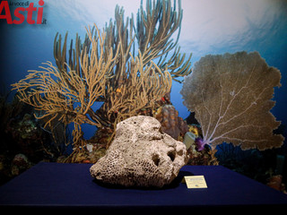 Galleria fotografica di MerfePhoto