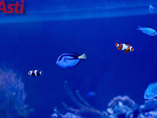 Galleria fotografica di MerfePhoto