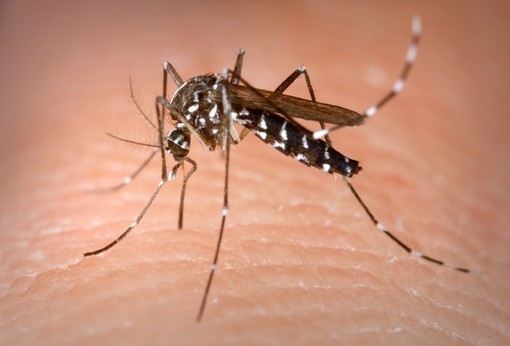 Confermato un caso di Dengue ad Asti: scatta la disinfestazione urgente contro la zanzara tigre