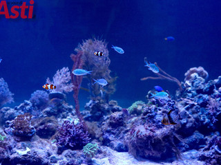 Galleria fotografica di MerfePhoto