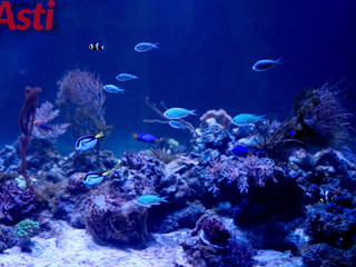 Galleria fotografica di MerfePhoto