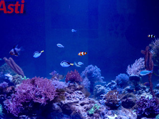 Galleria fotografica di MerfePhoto