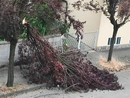 Un albero caduto ieri ad Asti in via Catalani