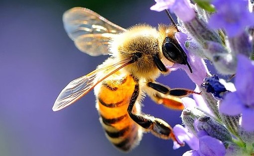 Anche a Castell'Alfero si celebra la Giornata mondiale delle api