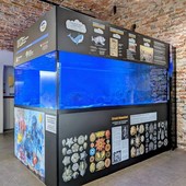 L'acquario tropicale in via di allestimento