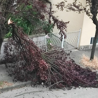 Un albero caduto ieri ad Asti in via Catalani