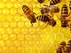 Torna online il corso di apicoltura di primo livello, targato Aspromiele