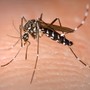 Confermato un caso di Dengue ad Asti: scatta la disinfestazione urgente contro la zanzara tigre