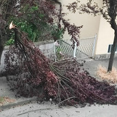 Un albero caduto ieri ad Asti in via Catalani