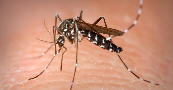 Confermato un caso di Dengue ad Asti: scatta la disinfestazione urgente contro la zanzara tigre