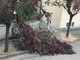 Un albero caduto ieri ad Asti in via Catalani