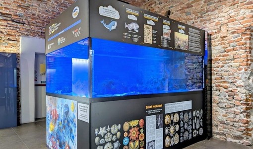 L'acquario tropicale in via di allestimento L'acquario tropicale in via di allestimento