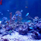 Galleria fotografica di MerfePhoto