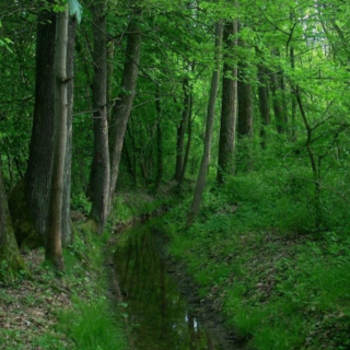 Boschi e ambiente, l'istituzione di un'assessorato tra le richieste dei gruppi Europa Verde Verdi e Ambiente Asti