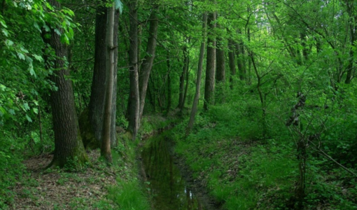 Boschi e ambiente, l'istituzione di un'assessorato tra le richieste dei gruppi Europa Verde Verdi e Ambiente Asti Boschi e ambiente, l'istituzione di un'assessorato tra le richieste dei gruppi Europa Verde Verdi e Ambiente Asti
