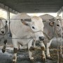 Con “AMA la Carne” Alba celebra la qualità della sua Fassona Con “AMA la Carne” Alba celebra la qualità della sua Fassona