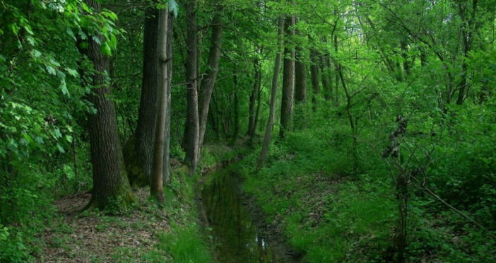Boschi e ambiente, l'istituzione di un'assessorato tra le richieste dei gruppi Europa Verde Verdi e Ambiente Asti Boschi e ambiente, l'istituzione di un'assessorato tra le richieste dei gruppi Europa Verde Verdi e Ambiente Asti