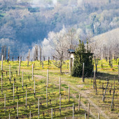 Bellezza naturale delle Colline Alfieri