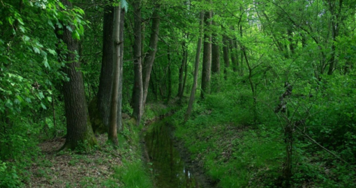 A Piovà Massaia un convegno per difendere i boschi: "Il cruciale valore ecologico della foresta"
