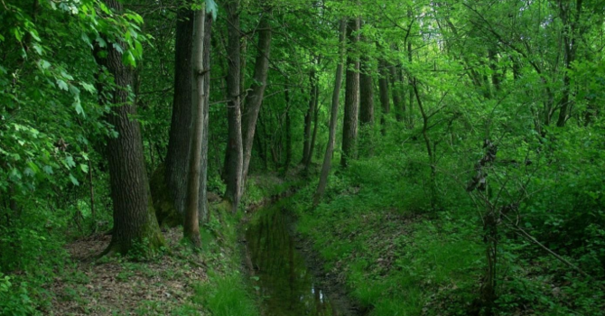 A Piovà Massaia un convegno per difendere i boschi: "Il cruciale valore ecologico della foresta"
