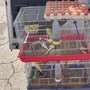 Galline, conigli e uccelli in gabbia: l'appello di Animal per un Piemonte senza animali nei mercati