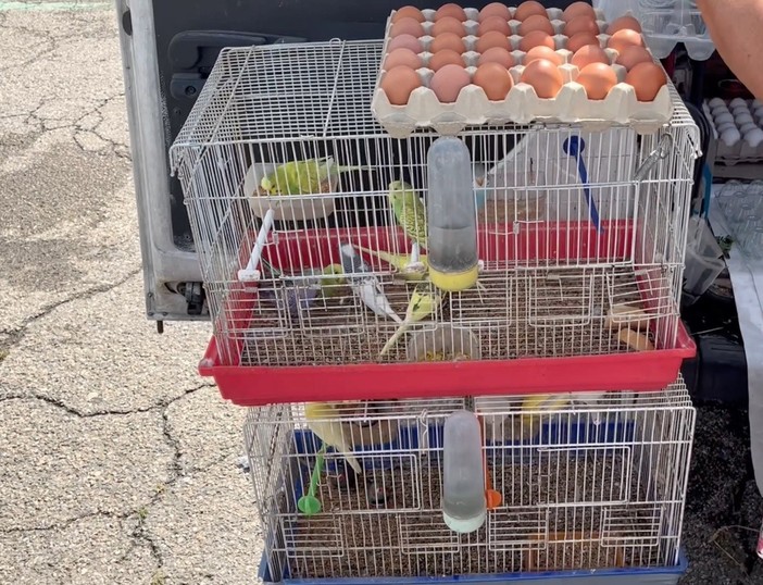 Galline, conigli e uccelli in gabbia: l'appello di Animal per un Piemonte senza animali nei mercati