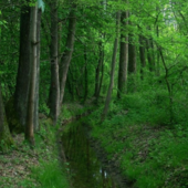 A Piovà Massaia un convegno per difendere i boschi: "Il cruciale valore ecologico della foresta"