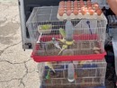 Galline, conigli e uccelli in gabbia: l'appello di Animal per un Piemonte senza animali nei mercati Galline, conigli e uccelli in gabbia: l'appello di Animal per un Piemonte senza animali nei mercati