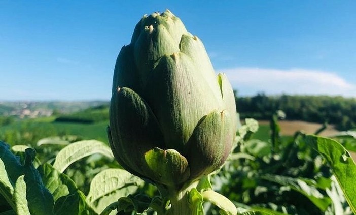 Viviamo in un posto bellissimo che festeggia il suo carciofo