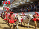 I buoi per il Carroccio del Palio arriveranno dal Vercellese con otto addetti esperti