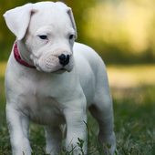 Cucciolo di dogo argentino, una delle tre razze che sceglierei assieme a un cane salvato dal canile