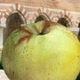 Viviamo in un posto bellissimo dove spicca il verde di Vezzolano Viviamo in un posto bellissimo dove spicca il verde di Vezzolano