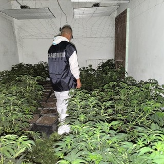 Nuova piantagione di marijuana scoperta a Vigliano d'Asti: sequestrate 762 piante e 65 chilogrammi di infiorescenze già essiccate