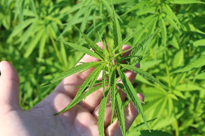Cosa succede al commercio di cannabis light dopo l’approvazione del decreto sicurezza? Lo spiega un’azienda in provincia di Asti