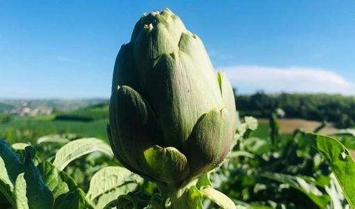 Viviamo in un posto bellissimo che festeggia il suo carciofo