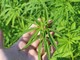 Cosa succede al commercio di cannabis light dopo l’approvazione del decreto sicurezza? Lo spiega un’azienda in provincia di Asti