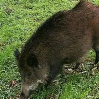 Asti, l'Oipa contro i fucili: &quot;Un milione e mezzo di cinghiali abbattuti, ma il problema resta&quot;