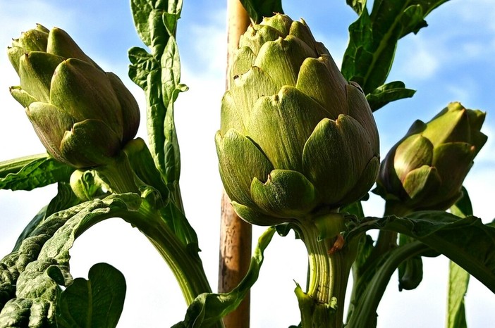 Viviamo in un posto bellissimo che da oggi vede la primavera Viviamo in un posto bellissimo che da oggi vede la primavera