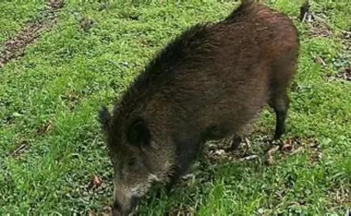 Asti, l'Oipa contro i fucili: &quot;Un milione e mezzo di cinghiali abbattuti, ma il problema resta&quot;