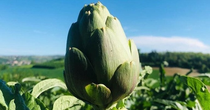 Viviamo in un posto bellissimo che festeggia il suo carciofo