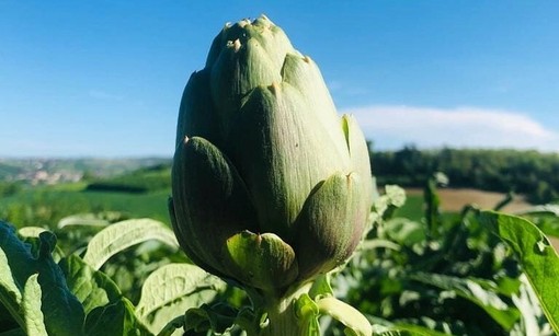 Viviamo in un posto bellissimo che festeggia il suo carciofo
