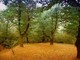 Giornata internazionale delle foreste: il documentario &quot;La via del bosco&quot; sul canale Youtube della Regione
