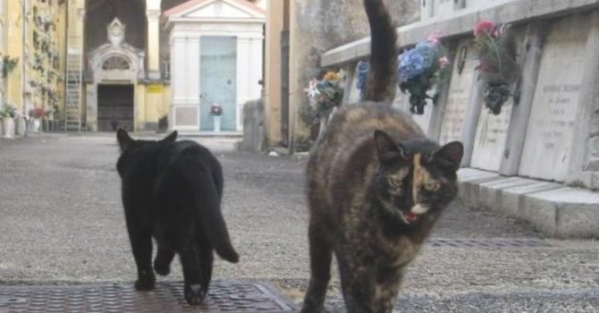 Atti vandalici al cimitero di Asti, opposizione all’attacco: “Vigilanza insufficiente, a rischio la colonia felina”