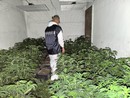 Nuova piantagione di marijuana scoperta a Vigliano d'Asti: sequestrate 762 piante e 65 chilogrammi di infiorescenze già essiccate Nuova piantagione di marijuana scoperta a Vigliano d'Asti: sequestrate 762 piante e 65 chilogrammi di infiorescenze già essiccate