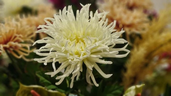 In foto un crisantemo