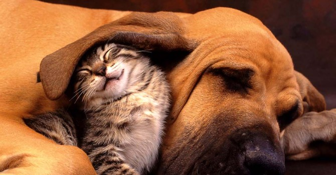 Una tenera immagine di due amici a quattro zampe