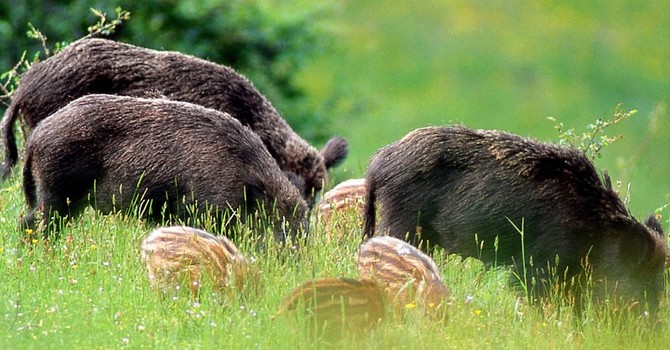 Cinghiali in Piemonte: abbattimenti insufficienti e allarme peste suina