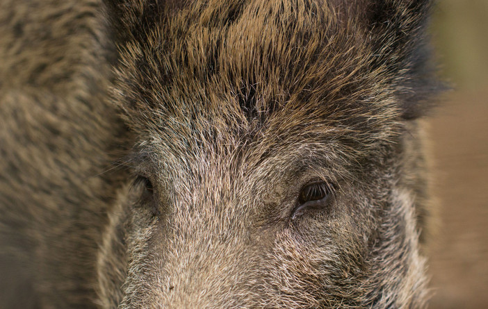 Confagricoltura Piemonte, fauna selvatica: &quot;Indennizzi congrui e celeri agli imprenditori danneggiati&quot;